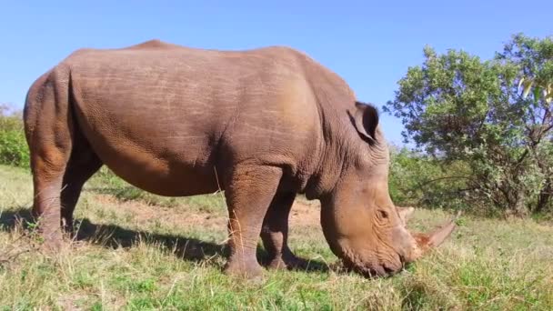 Rinoceronte pastando en sabana en África — Vídeos de Stock