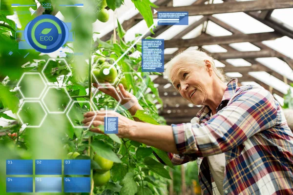 Mujer mayor cultivando tomates en invernadero de granja — Foto de Stock