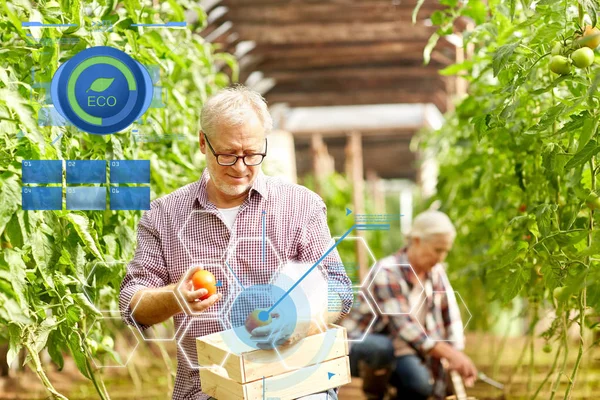 Homem velho pegando tomates na estufa da fazenda — Fotografia de Stock