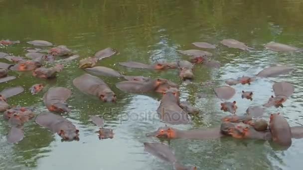 Kudde van nijlpaarden in mara rivier in Afrika — Stockvideo