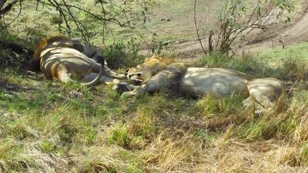 Männliche Löwen schlafen in Savanne in Afrika — Stockvideo