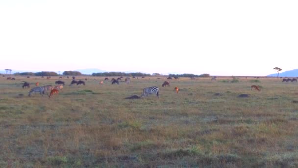 アフリカのサバンナの草食動物のグループ — ストック動画