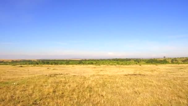 在非洲的马赛玛拉国家储备稀树草原 — 图库视频影像