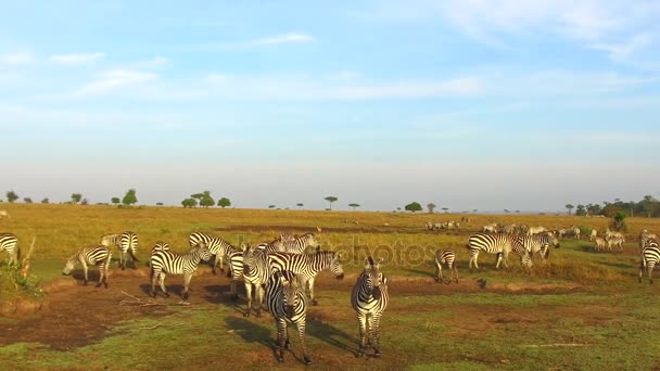 Flock zebror bete i savannen i Afrika — Stockvideo