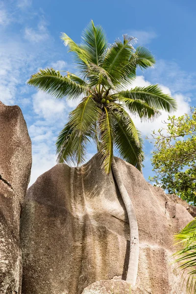 Kokospalme am Inselstrand auf den Seychellen — Stockfoto