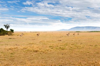 eland antelopes grazing in savannah at africa clipart