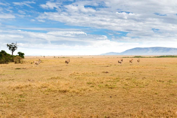 Antílopes eland pastando en sabana en África — Foto de Stock