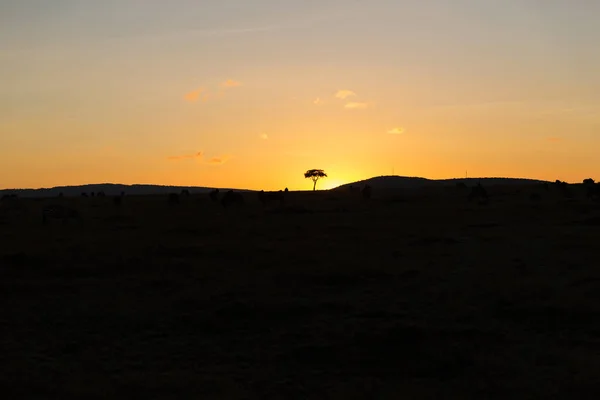 Západ slunce v savannah v Africe — Stock fotografie
