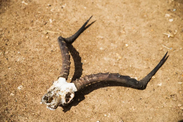 黑斑羚羚羊头骨与地面上的角 — 图库照片