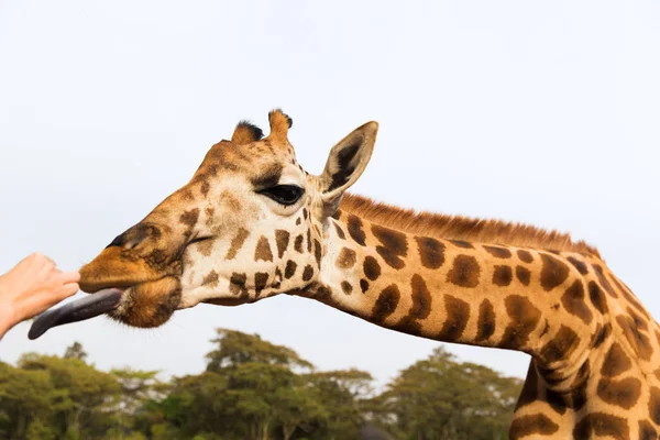 Afrika'da zürafa besleme el — Stok fotoğraf
