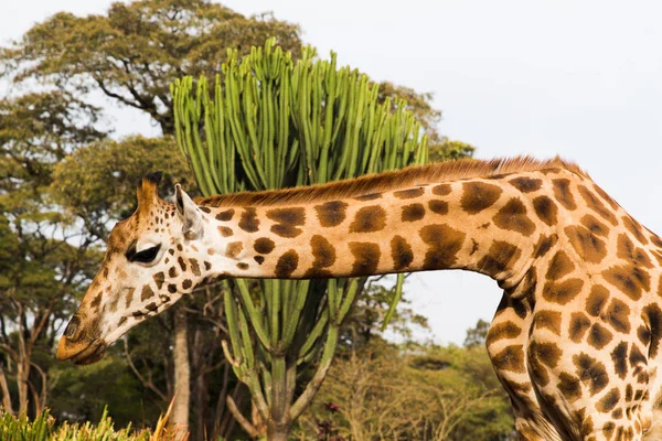 Girafe à la réserve nationale en Afrique — Photo