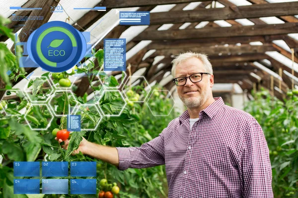 ファーム温室でトマトを育てるシニア男 — ストック写真