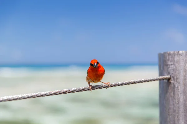 Rouge fody assis sur la corde au bord de la mer — Photo