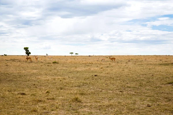 Skupina gazely pastviny v savannah v Africe — Stock fotografie