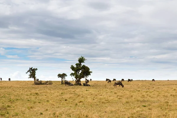 Wildebeests grazing in savannah at africa — Stock Photo, Image