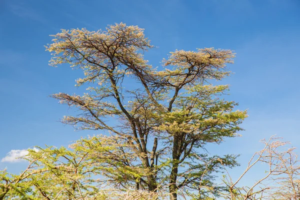 Acacia δέντρα στη σαβάνα στην Αφρική — Φωτογραφία Αρχείου