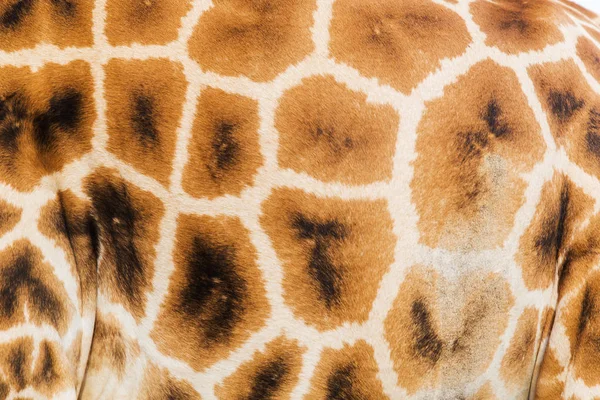 Close-up de padrão de pele de girafa Imagem De Stock