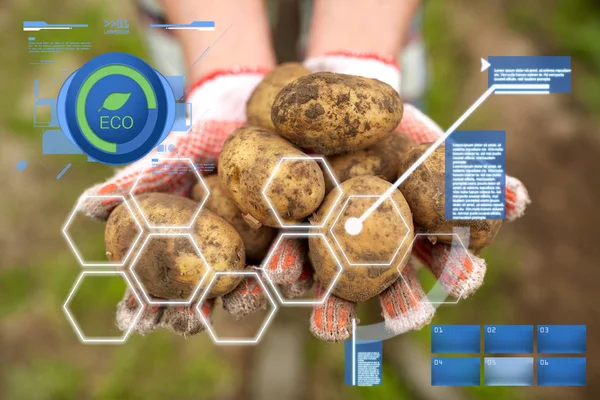 Granjeros sosteniendo patatas en la granja — Foto de Stock