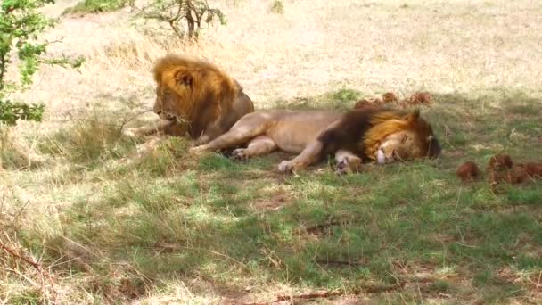 Leões machos descansando na savana na áfrica — Vídeo de Stock