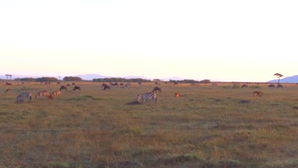 Grupo de animais herbívoros em savana na áfrica — Vídeo de Stock