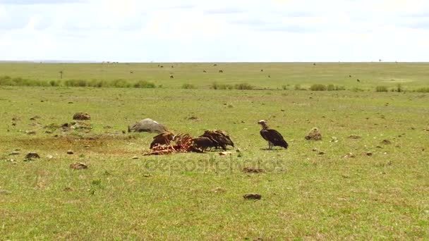 Buitres comiendo carroña en sabana en África — Vídeo de stock