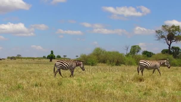Стадо зебр, пасущихся в саванне в Африке — стоковое видео