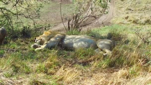 Male lions sleeping in savanna at africa — Stock Video