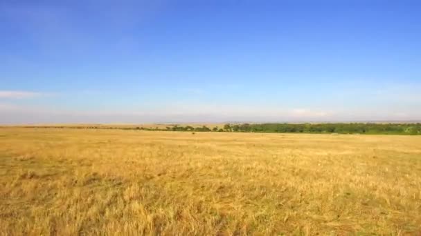 Animaux broutant dans la savane en Afrique — Video