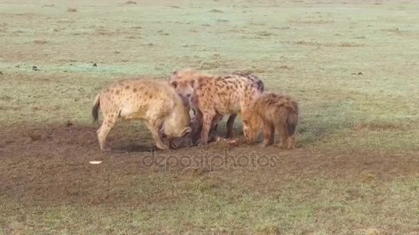 Clan of hyenas eating carrion in savanna at africa — Stock Video