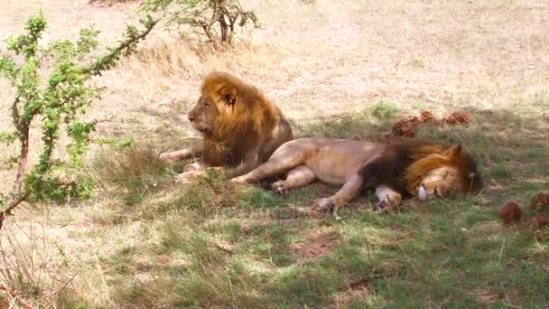 Leões machos descansando na savana na áfrica — Vídeo de Stock