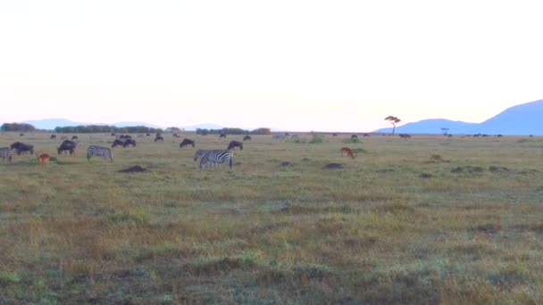 Grupo de animais herbívoros em savana na áfrica — Vídeo de Stock