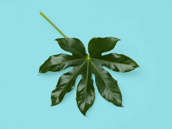 Зеленый лист на синем фоне — стоковое фото