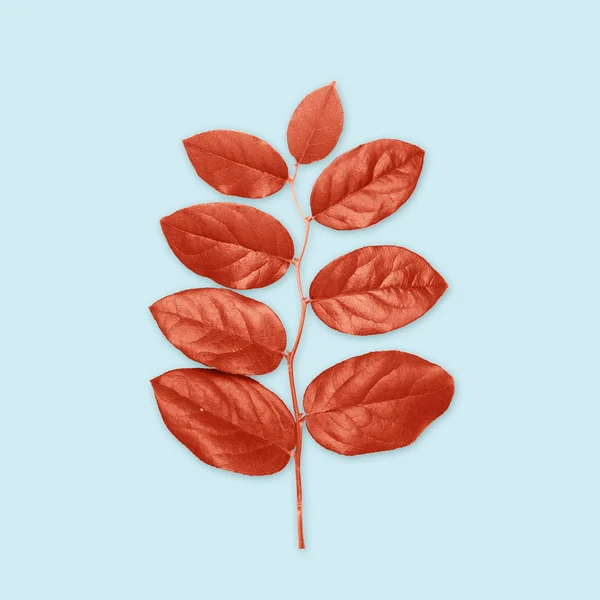 Red leaves on blue background — Stock Photo, Image
