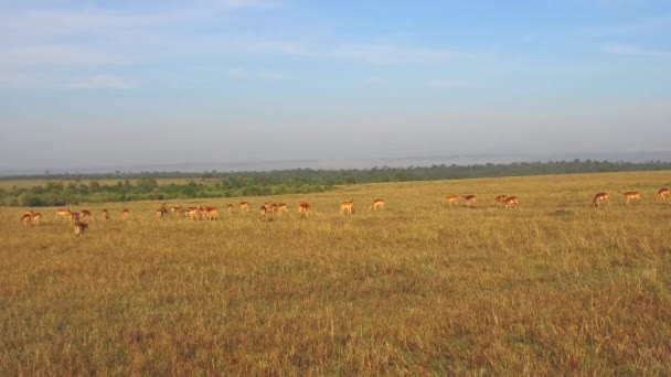 Impala or antelopes grazing in savanna at africa — Stock Video