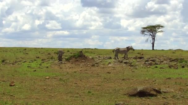 Zebras grazing in savanna at africa — Stock Video