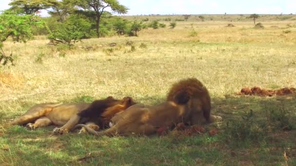 Leões machos descansando na savana na áfrica — Vídeo de Stock