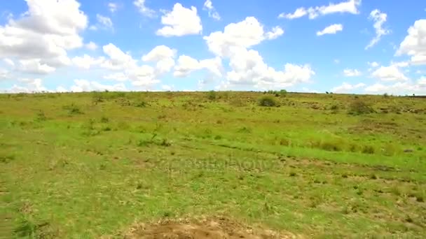 Animais pastando em savana na áfrica — Vídeo de Stock