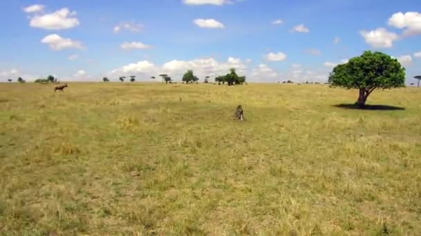 Herbivore animals grazing in savanna at africa — Stock Video