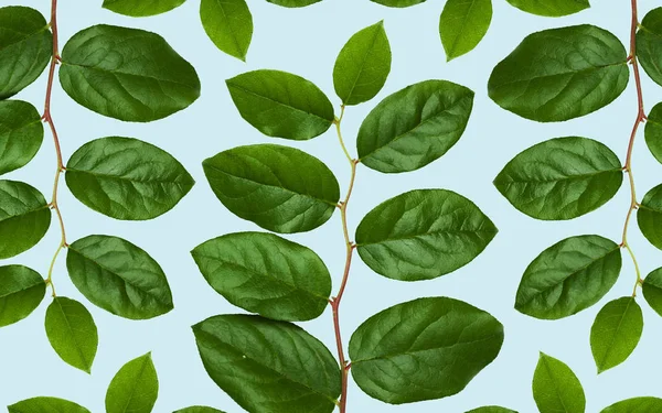 Hojas verdes sobre fondo azul — Foto de Stock