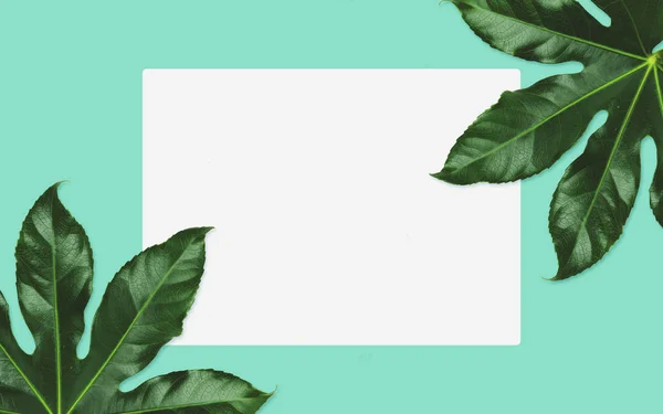 Белое пустое пространство и зеленые листья над бирюзой — стоковое фото