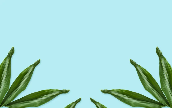 Zielone liście na niebieskim tle — Zdjęcie stockowe
