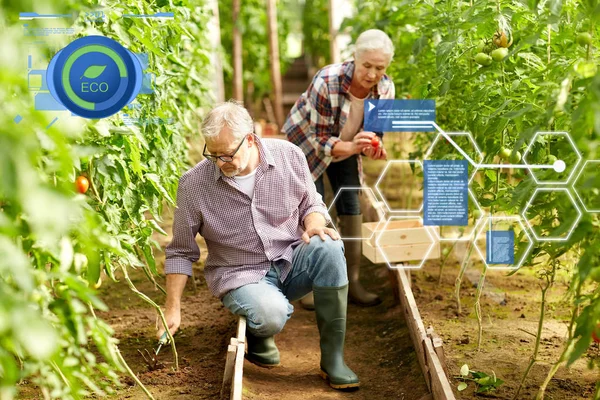 Pareja de ancianos que trabajan en invernadero granja — Foto de Stock