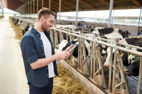 Young man with tablet pc and cows on dairy farm — Stock Photo, Image