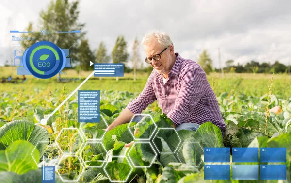 Hombre mayor cultivando col blanca en la granja — Foto de Stock