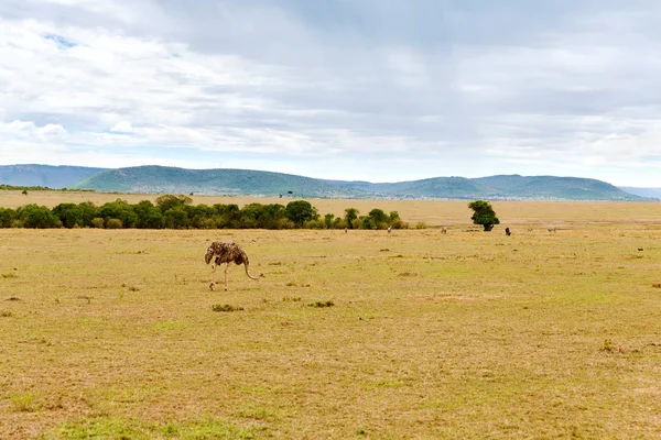 Ostrich and other animals in savannah at africa — Stock Photo, Image