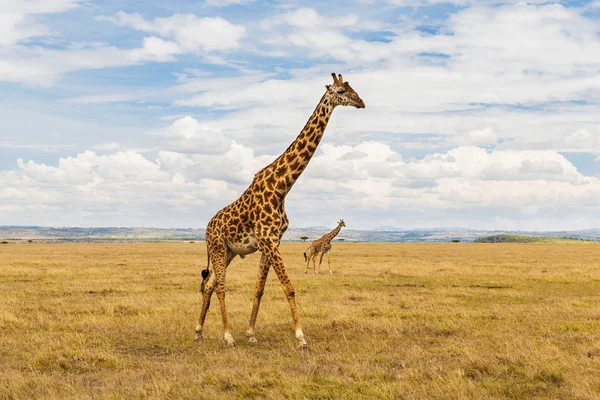 Savannah, Afrika zürafa — Stok fotoğraf