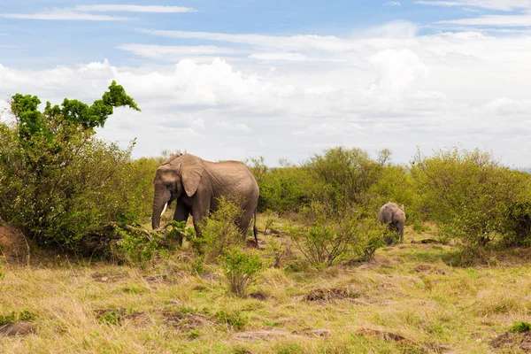 Éléphant avec bébé ou veau en savane en Afrique — Photo