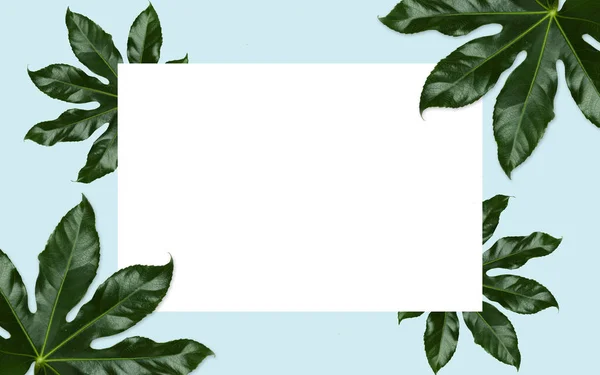 White blank space and green leaves over blue — Stock Photo, Image