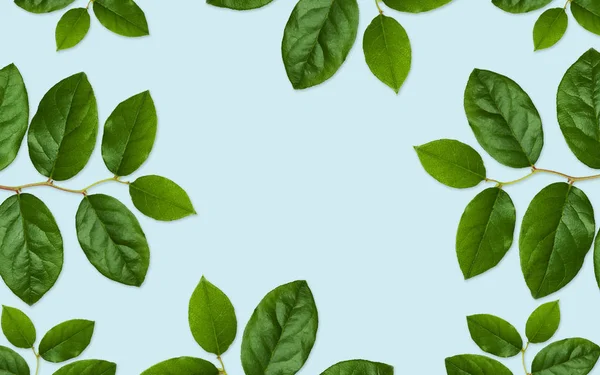Зеленые листья на синем фоне — стоковое фото
