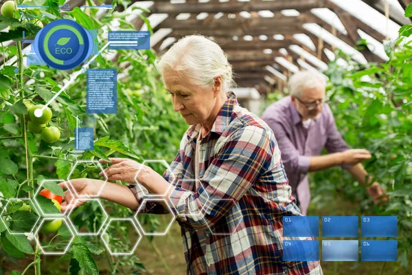 Gammal kvinna plocka tomater upp på gården växthus — Stockfoto